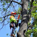 Professional tree service company offering expert tree care and maintenance.